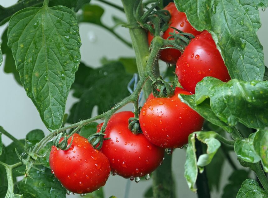 pomodori gratinati
