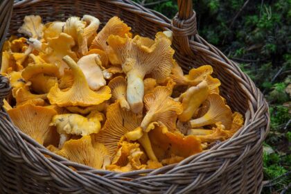 Funghi al pane saporito